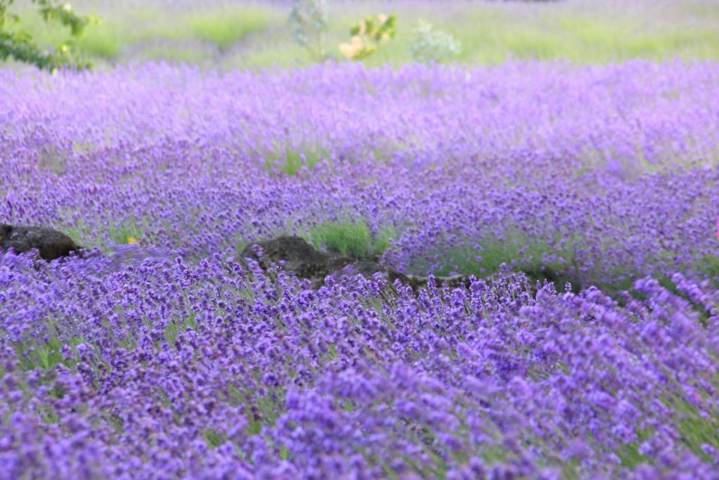 Cottage Pastorale Fujikawaguchiko Dış mekan fotoğraf